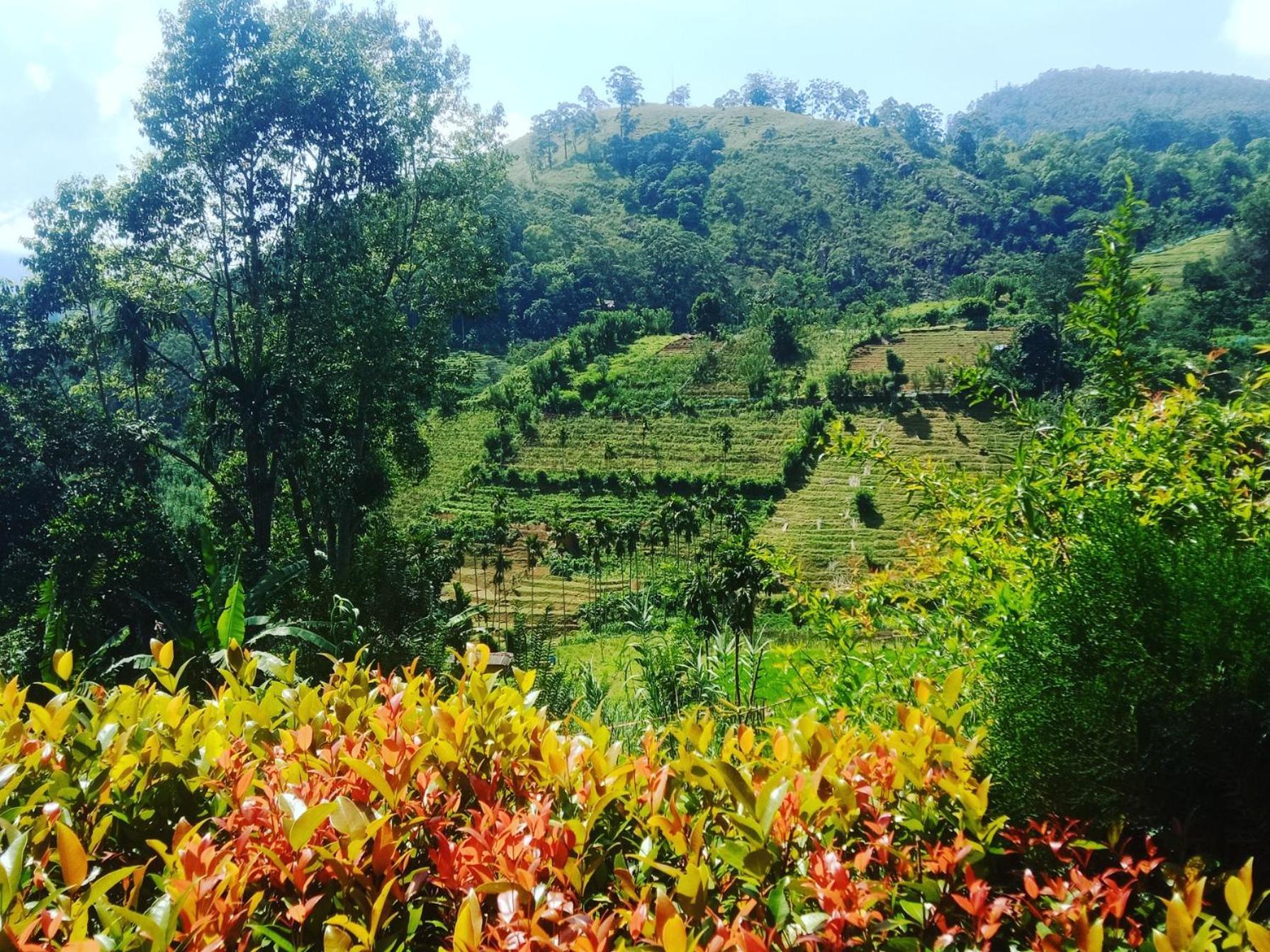 New Farmers Paradise * Ella