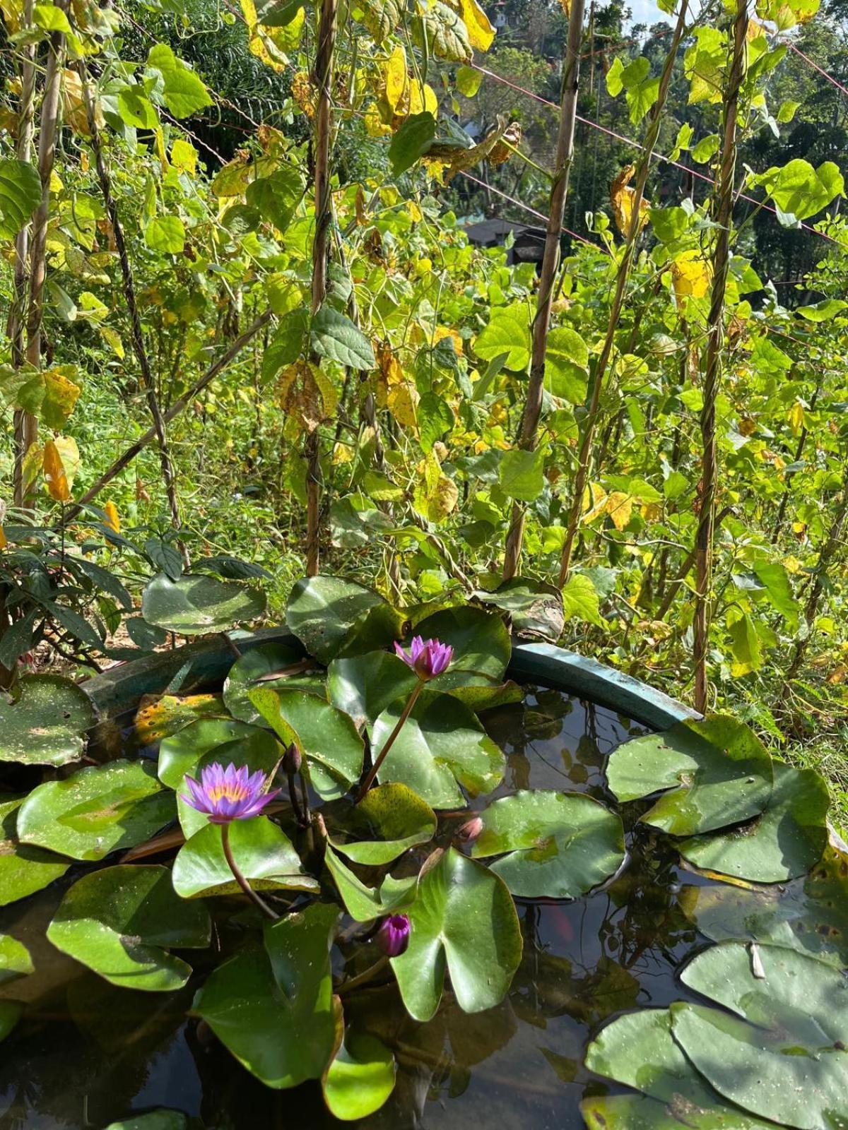 New Farmers Paradise Проживання в сім'ї Елла